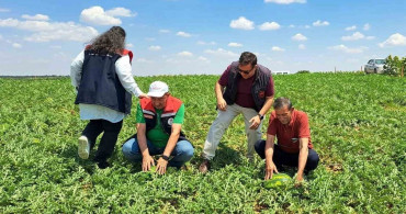 Tekirdağ'da sezonun ilk karpuz hasadı başladı