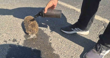 Tekirdağ'da yangında mahsur kalan kirpiye polis şefkati