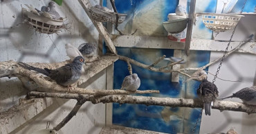 Tekirdağ'da Yasa Dışı Hayvan Ticareti Engellendi