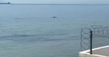 Tekirdağ’da Yunuslar Kıyıya Yakın Görüntülendi