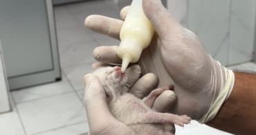 Temizlik görevlileri çöp konteynerindeki yavru kedileri kurtardı