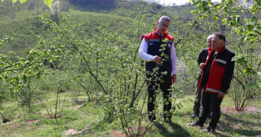 Teraslı Fındık Bahçeleri: Verim ve Üretici Memnuniyeti Artıyor