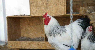 Terme'de doğa sevgisi için eğitim çalışmaları devam ediyor