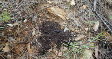 Terminatör Böceklerle Orman Koruma