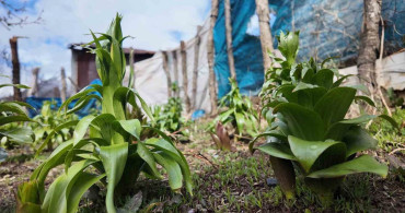 Ters Lale Çiçeğinin Korunması: 700 Bin Lira Ceza