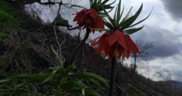Ters Lale: Doğu ve Güneydoğu Anadolu'nun Hüzünlü Çiçeği