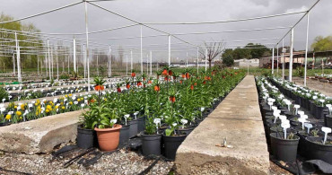 Ters Lale Koruma Önlemleri: Cezalar ve Bilgiler