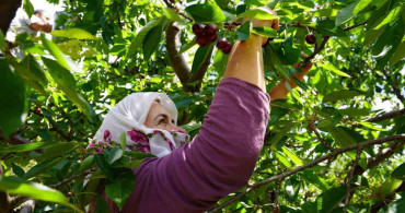 Tescilli Tokat kirazında hasat mesaisi başladı