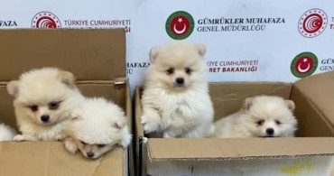 Ticaret Bakanlığı gümrük ekipleri yavru köpeklere yönelik kaçakçılık girişimini engelledi