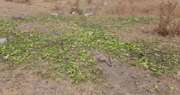 Ticaret Bakanlığı'ndan Biber Görüntülerine İlişkin Açıklama