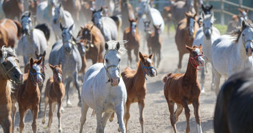 TİGEM'de Şampiyon Taylar Dünyaya Gözlerini Açıyor