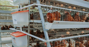 TİKA, Tanzanya'da Kadınlara Tavukçuluk Ekosistemi Kurdu