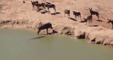 Timsah ve Köpeğin Arasında Kalan Domuza Olanlar Oldu!