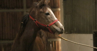 TMSF, Safkan İngiliz Kısrağı ve Tayını İhaleye Çıkarıyor