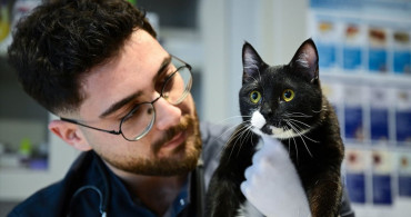 Tofi'nin Yeniden Yürüyüş Hikayesi