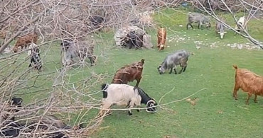Tokat'ta Çobanın Bahar Karşılaması: Türkülerle Gelen Doğa