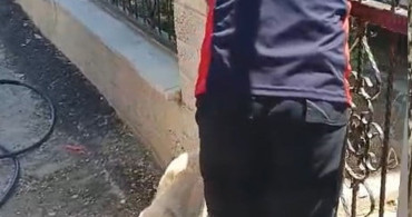 Tokat'ta demir kapıya sıkışan köpek, itfaiye tarafından kurtarıldı