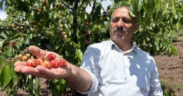 Tokat'ta Yağışlar Erkenci Kirazları Vurdu