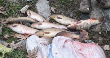 Tokat'ta Yeşilırmak Nehri'nde Balıklar Kıyıya Vurdu