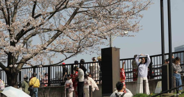 Tokyo'da Kiraz Çiçekleri ile Baharın Keyfi