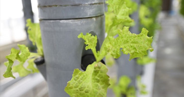 Topraksız Dikey Tarım ile Geleceğe Umut: TENMAK'ın Yenilikçi Çalışmaları
