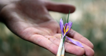 Topraksız Tarım ile Safran Üretimi: Konya'dan Örnek Bir Başarı Hikayesi