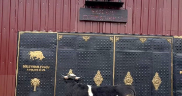 Tosun Heykeli Gerçek Sanıp Kaçtı