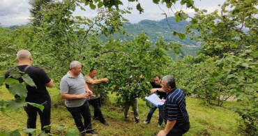 Trabzon'da fındık rekolte tespiti çalışmaları başladı