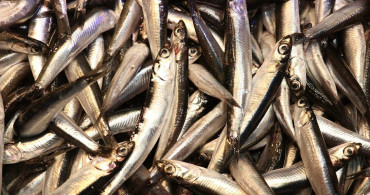 Trabzon'da Hamsi Bolluğu Fiyatları Etkiliyor