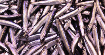 Trabzon'da Hamsi Fiyatları Yükseldi