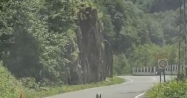 Trabzon'da Nadir Görüntü; Çengel Boynuzlu Dağ Keçisi Yavrusu Karayoluna İndi