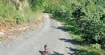 Trabzonlu Vatandaşın Karaca Yavrularına Verdiği İsimler Dikkat Çekti