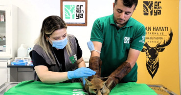 Trafik kazasında yaralanan yavru tilki, Ormanya'da tedavi ediliyor