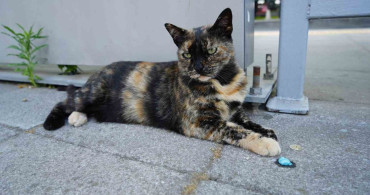 Tramvay durağında yaşayan Pamuk adlı kedi, yolcuların neşe kaynağı oldu