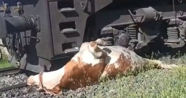 Tren Kazasından Sonra İneği Kurtarma Mücadelesi