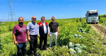 Tropical sunshine çeşidi karpuz, üreticilerin yüzünü güldürüyor