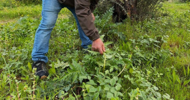 Tülüşah İçin Acil Koruma Çağrısı