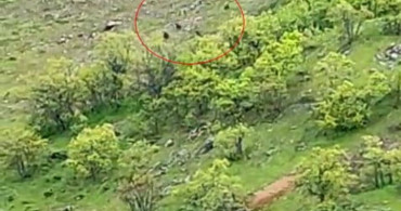 Tunceli'de Ayı Sürüsü Görüntülendi