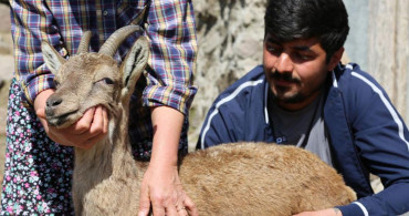Tunceli’de Günlerce Baktıkları Dağ Keçisine Gözyaşlarıyla Veda Ettiler