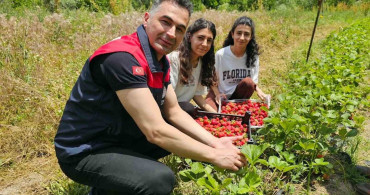 Tunceli'de kadın üreticilerin çilek hasadı yüz güldürdü