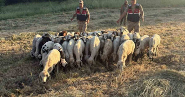 Tunceli'de kaybolan küçükbaş hayvanlar dron ile bulundu