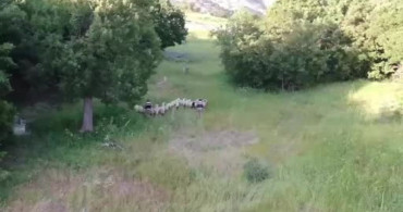 Tunceli'de kaybolan küçükbaş hayvanlar dron yardımıyla bulundu