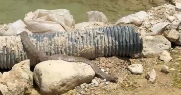 Tunceli'de koca engerek yılanı görüntülendi