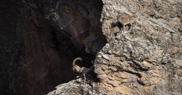 Tunceli'de Yaban Keçileri İzleniyor