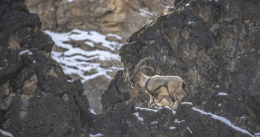 Tunceli'deki Yaban Keçileri Munzur Vadisi'nde Görüntülendi