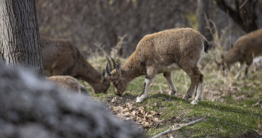 Tunceli'nin Çemişgezek ilçesinde Yaban Keçileri Güvenle Yaşıyor