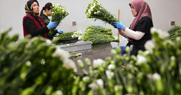 Türkiye Yılbaşı İçin 12 Milyon Dolarlık Çiçek İhracatı Gerçekleştirdi