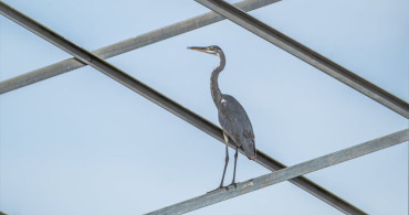 Türkiye'de 287 Bin 254 Su Kuşu Sayıldı