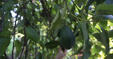 Türkiye'de Avokado Üretimi Büyüyor