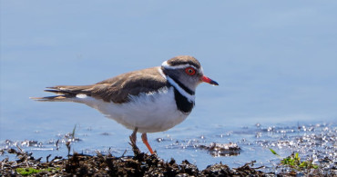 Türkiye'de İlk Kez Takkeli Cılıbıt Kuşu Görüldü